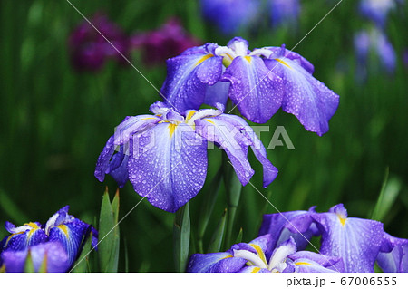 岩手県平泉6月末　毛越寺　露に濡れたみずみずしいアヤメ 67006555