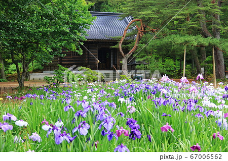 岩手県平泉6月末　毛越寺　露に濡れたみずみずしいアヤメ 67006562
