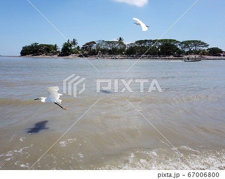 Two egret birds fly near Kuala Muda. 67006800