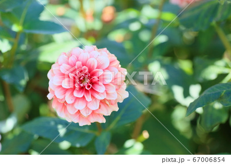 ダリアの花 67006854