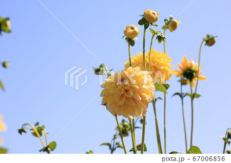 ダリアの花 ダリアの花 67006856