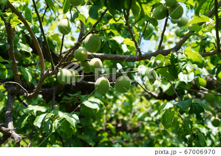 梅の実 梅の実 67006970