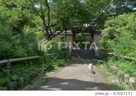 浄瑠璃寺　参道の猫 67007151