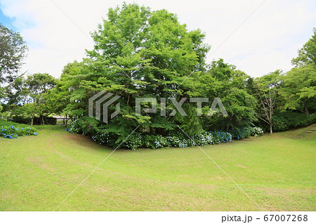 アジサイの公園 67007268