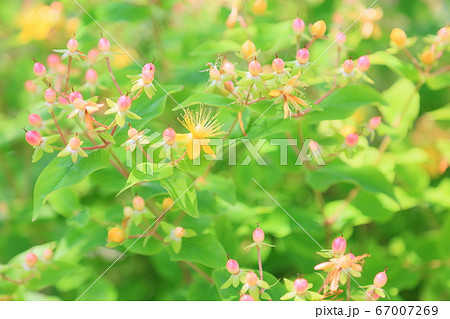 ヒペリカムの花 67007269