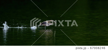 大物をゲットして他の鳥から一目散に逃げるカイツブリ 67008246