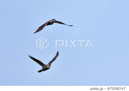 青空バックに飛ぶオオタカのランデブーシーン 67008247