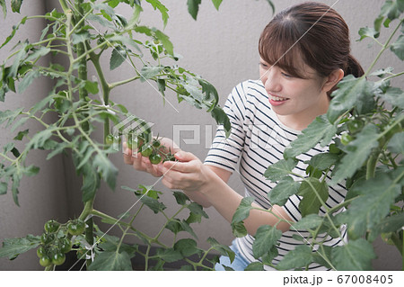 ベランダでミニトマト栽培をする日本人女性イメージの写真素材