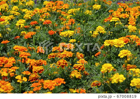カラフルなマリーゴールドの花 カラフルなマリーゴールドの花 67008819