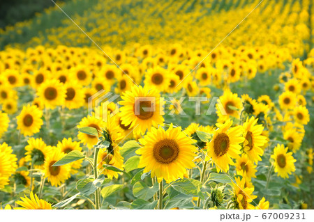 ひまわり畑 67009231