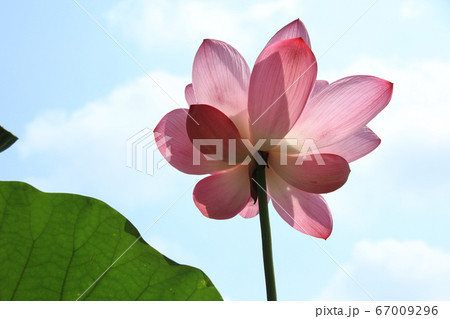 古代蓮の里 ハスの花 67009296