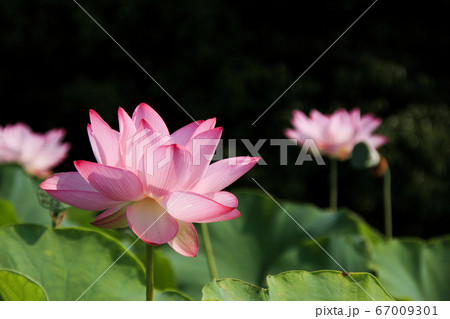 古代蓮の里 ハスの花 67009301
