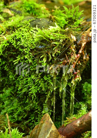 緑色の苔の間を流れる水 緑色の苔の間を流れる水 67009321