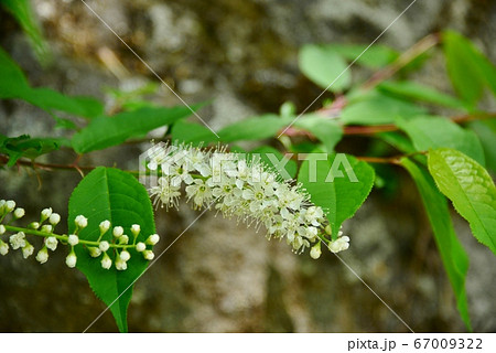 白いブラシ状の花 白いブラシ状の花 67009322