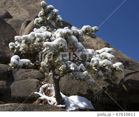 韓国 ソウル市 鍾路区 67010611