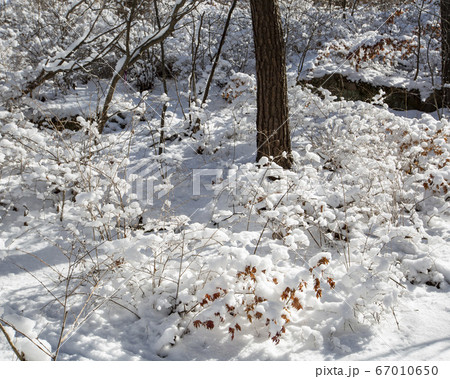 韓国 ソウル市 鍾路区 67010650