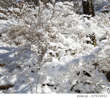 韓国 ソウル市 鍾路区 67010652