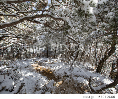 韓国 ソウル市 鍾路区 67010666