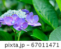 しっとり紫のあじさい 67011471