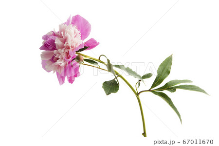 peony flower isolated 67011670