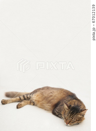 猫のお昼寝 67012139