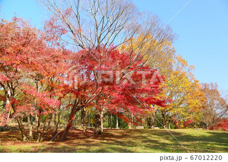 鮮やかイロハモミジ紅葉 67012220