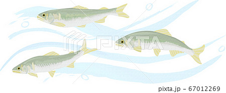 清流を泳ぐ鮎のイラスト 手描き風のイラスト素材