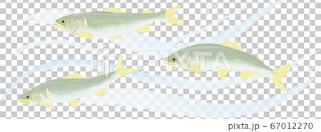 清流を泳ぐ鮎のベクターイラスト 67012270