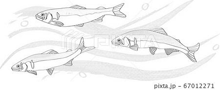 清流を泳ぐ鮎の線画イラスト モノクロのイラスト素材