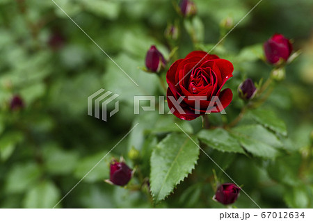 庭に咲くバラ（雨上がり） 67012634