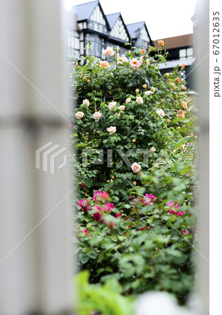薔薇園 67012635