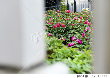 薔薇園 薔薇園 67012636