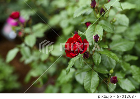 庭に咲くバラ（雨上がり） 67012637