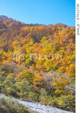 大山川床から眺める北壁の紅葉 67012736