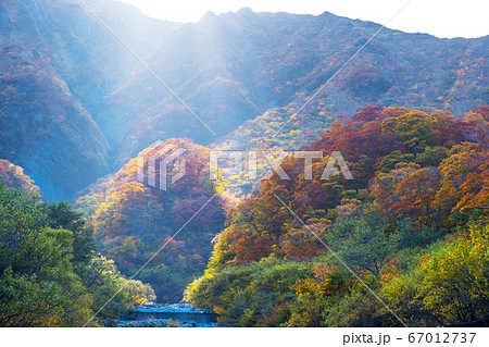 大山川床から眺める北壁の紅葉 67012737