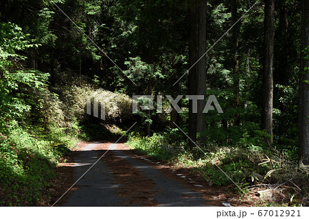 林道の風景 林道の風景 67012921