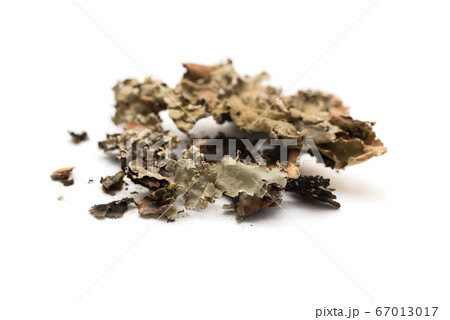 Black stone flower Black stone flower 67013017