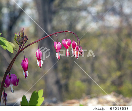 韓国 ソウル市 中区 67013653