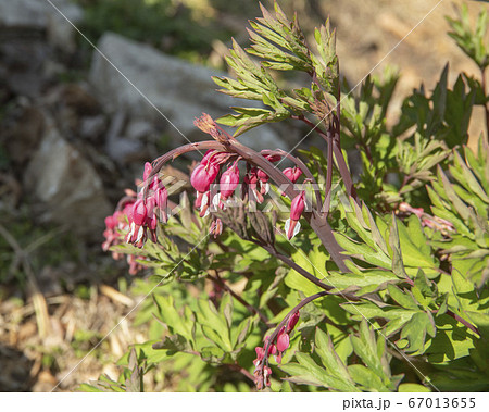 韓国 ソウル市 中区 67013655