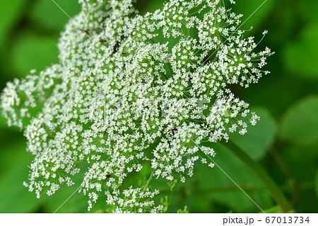 白い野花 67013734