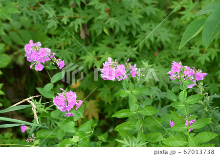 ピンクの野花 67013738