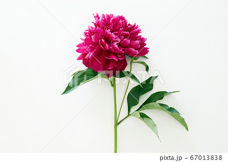 Red peony flower. Beautiful Flower still life Red peony flower. Beautiful Flower still life 67013838