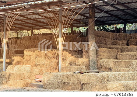 Piled stacks of dry straw collected for animal feed. Dry baled hay bales stack. 67013868