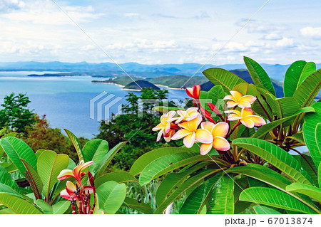 Frangipani flower or plumeria flower blooming on tree with beautiful scenery of nature with a large reservoir above the Srinagarind Dam at Rai Ya Yam view point in Kanchanaburi, Thailand. Frangipani flower or plumeria flower blooming on tree with beautiful scenery of nature with a large reservoir above the Srinagarind Dam at Rai Ya Yam view point in Kanchanaburi, Thailand. 67013874