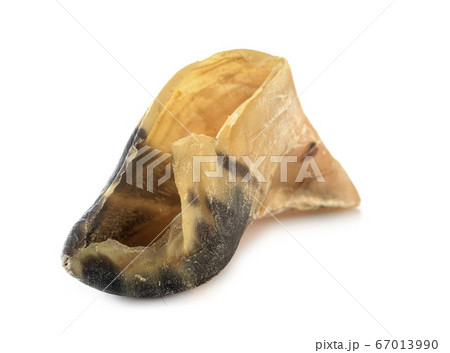 calf hoof in studio calf hoof in studio 67013990