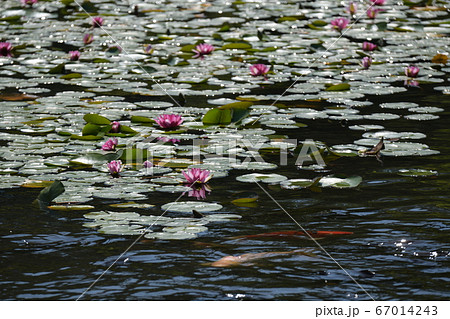 スイレンと鯉 67014243
