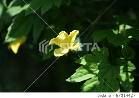 ニガウリの雄花 67014427