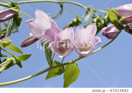 季節の花 ホタルブクロ ピンクの花 薄紫 可憐 青空 花 家庭園芸 ガーデニングイメージ素材の写真素材