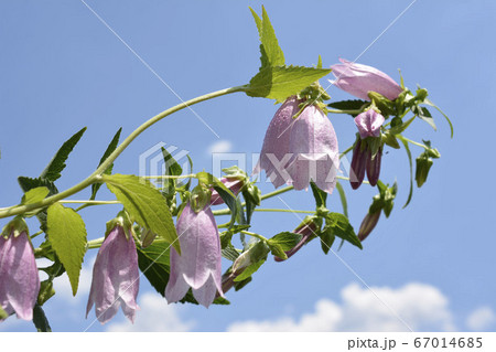 季節の花 ホタルブクロ ピンクの花 薄紫 可憐 青空 花 家庭園芸 ガーデニングイメージ素材の写真素材