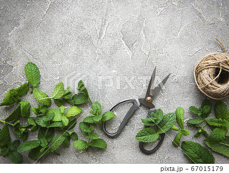 Fresh mint leaves 67015179
